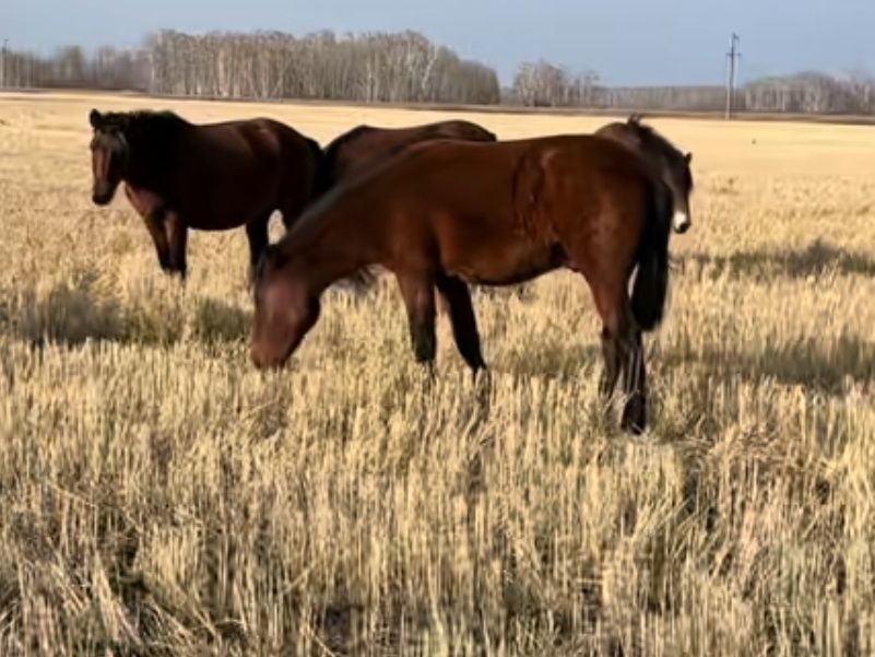 Соғым!!! Соғым!!!