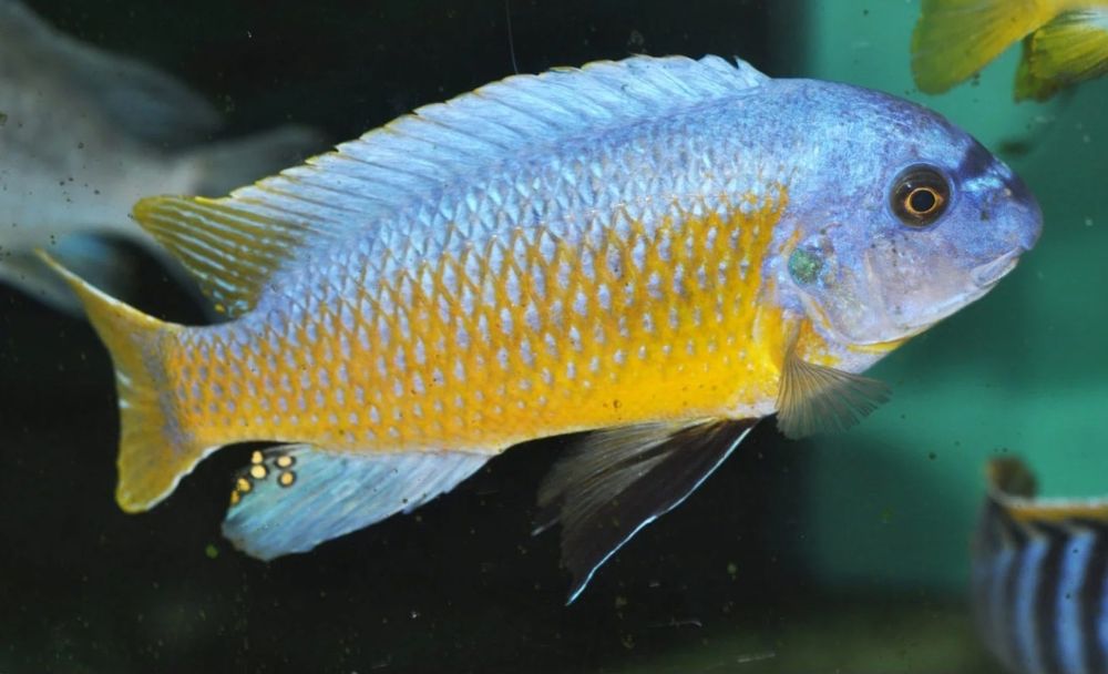 Аквирумни риби африкански цихлиди от езерото Малави