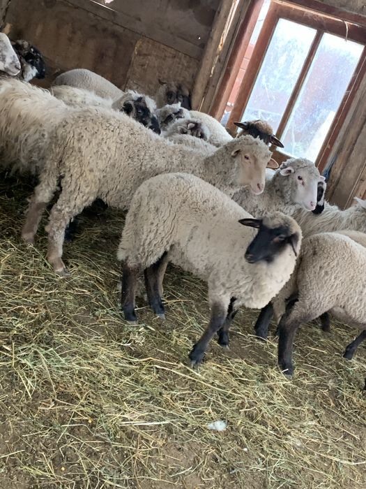 Vand 10 carlani si 6 miei de lapte