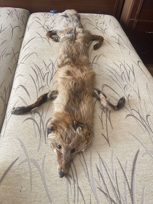 Продавам яка от естествена лисица!