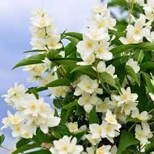 Pomi ornamentali  iasomie parfumata tip pom