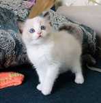 Ragdoll deosebiti