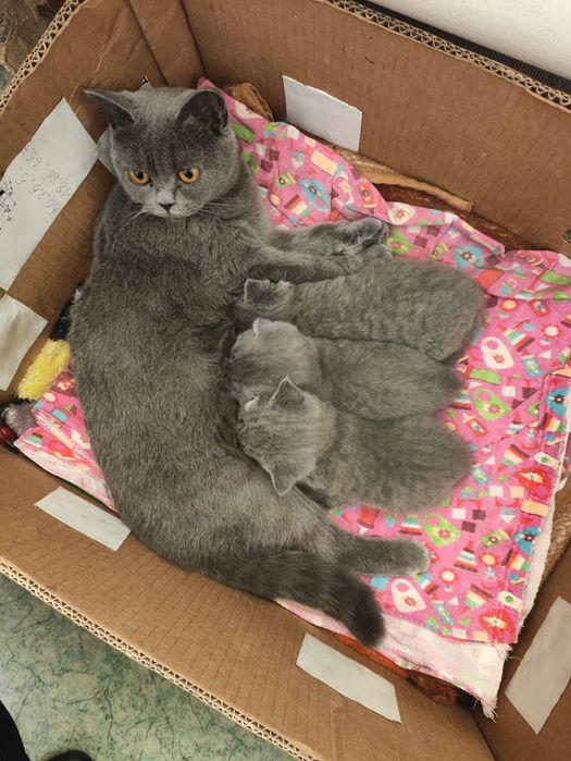 Britaniskiy scotich fold mushukchalar tez va arzon