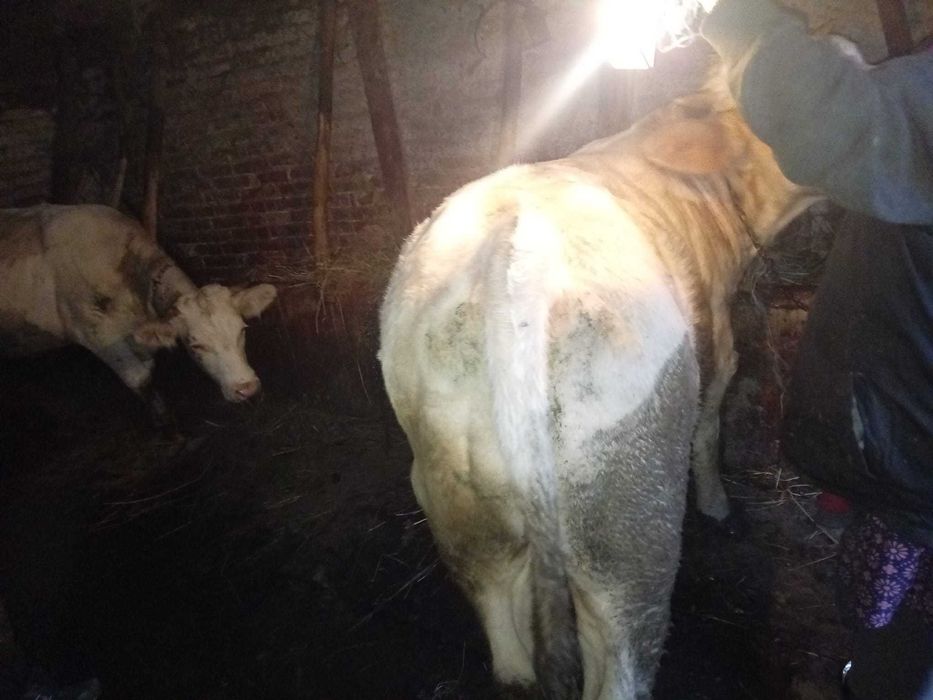 Junincă  si tăuraș