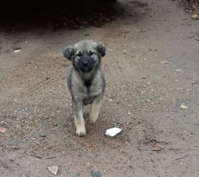 Отдам в добрые руки !