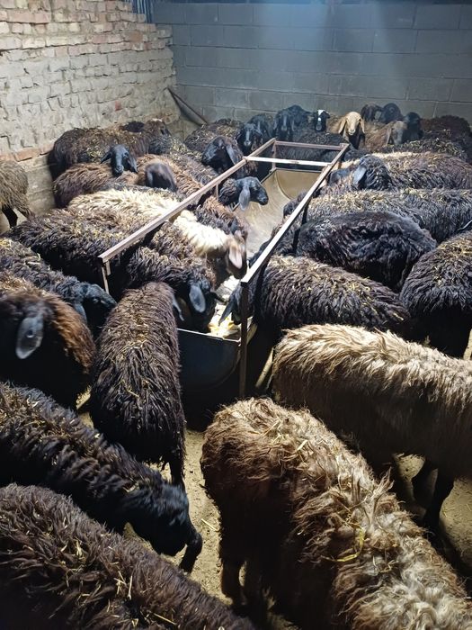 Токтылар сатыдады