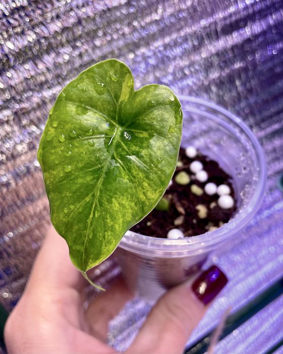 Продаю детку алоказии Гагеана вариегатная