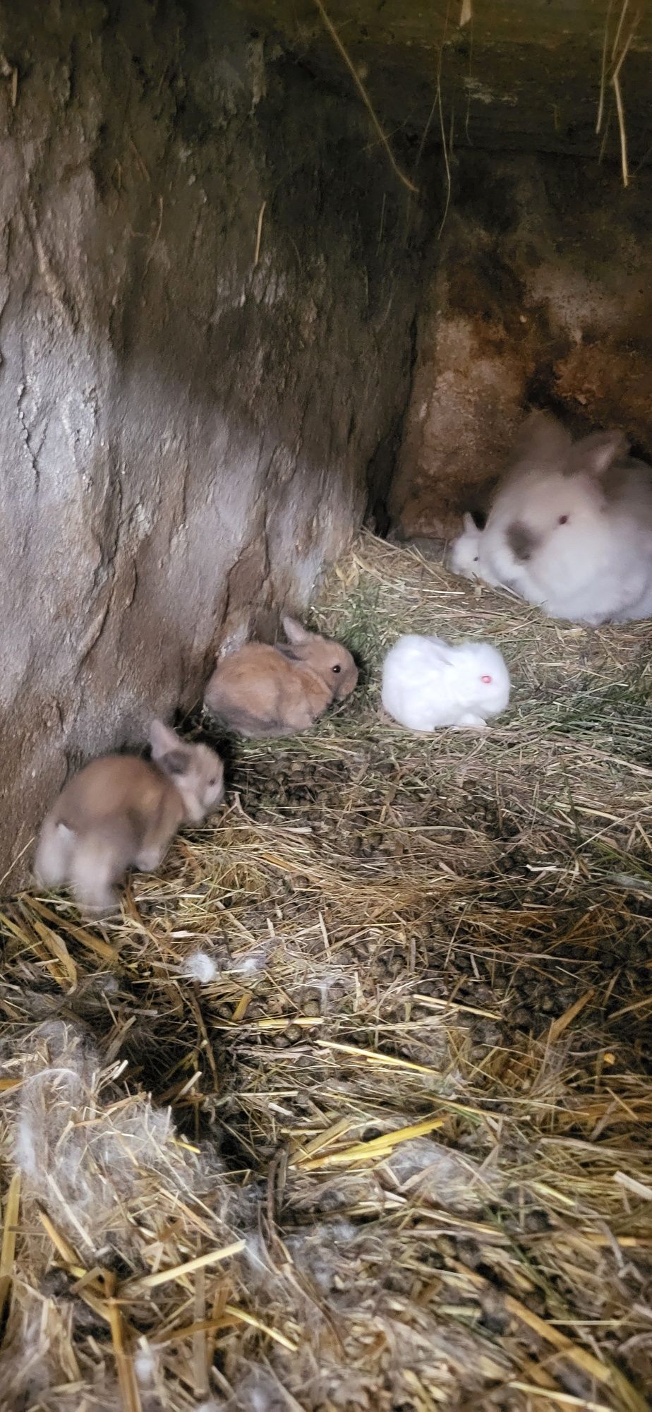 Pui iepuri pitic mini lop și cap de leu