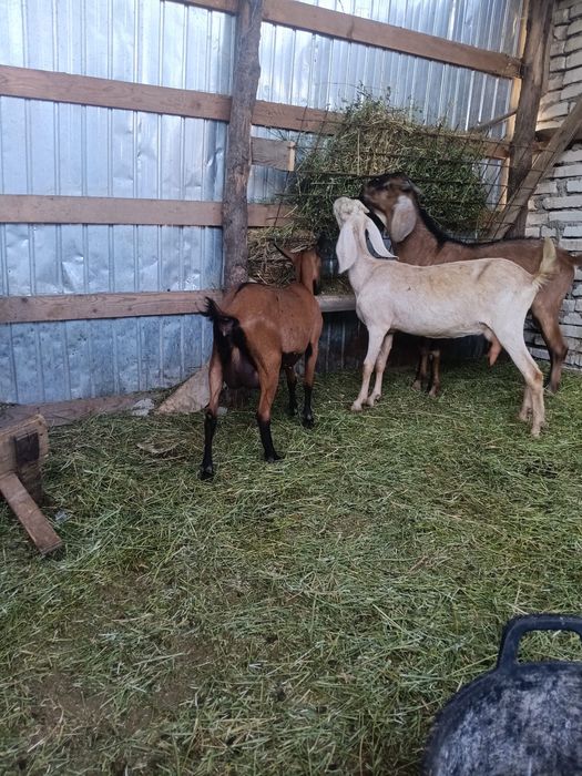 De vanzare capre si Țap