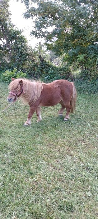 De vânzare iapă  frumoasă