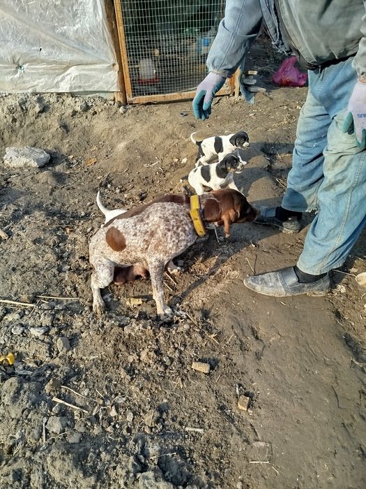 Овчи ит  боллари сотилади