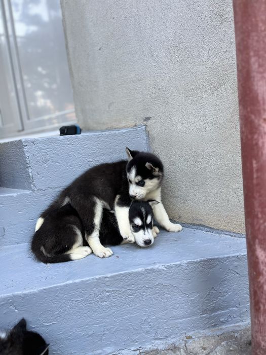 Pui Husky Siberian cu ochii superbi