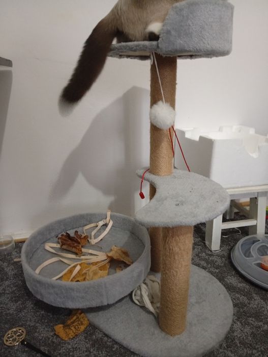 Ansamblu joacă pisici