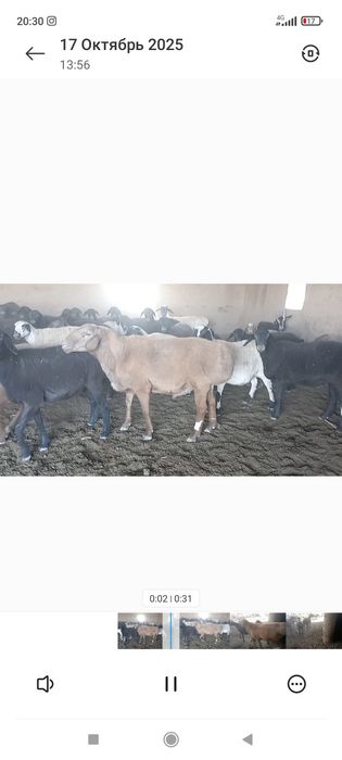 Киргиз катта кучкорлар уругликка