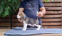 Baiat beagle tricolor