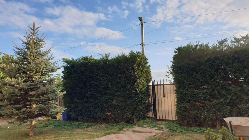 Prestări servicii tuns gazon,iarba,toaletare gard viu