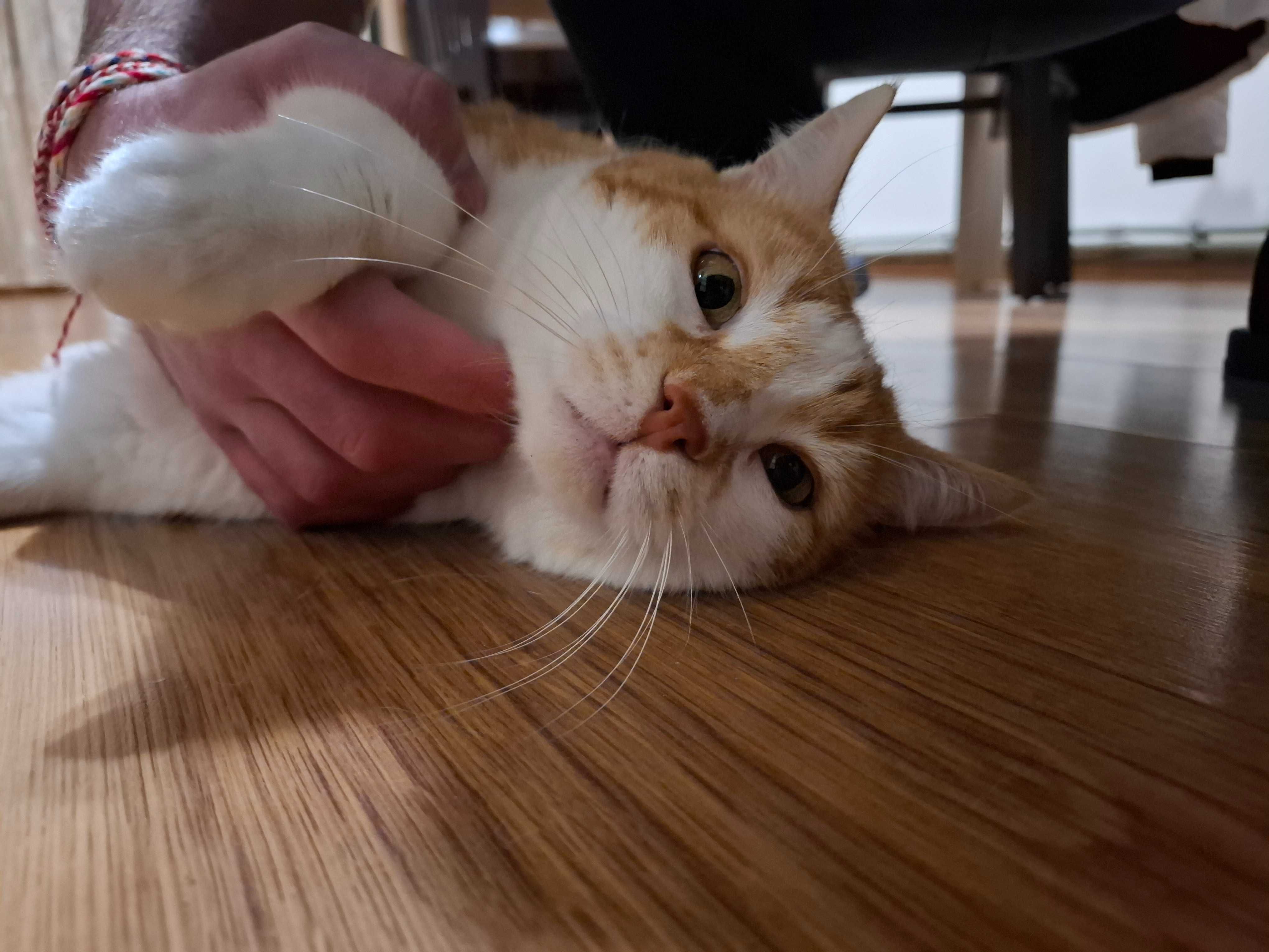 Подарявам мъжко коте