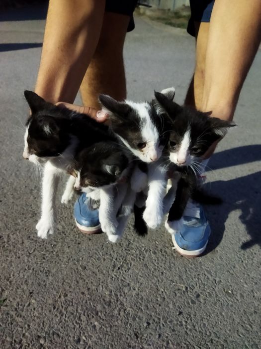 Котята в заботливые рук