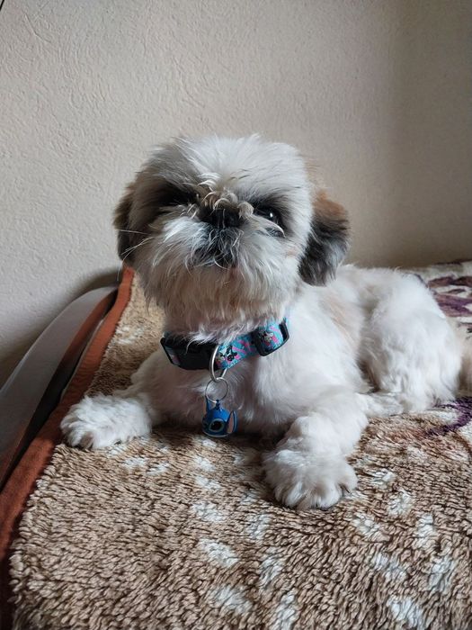 Продаётся: Очаровательная милашка - собачка