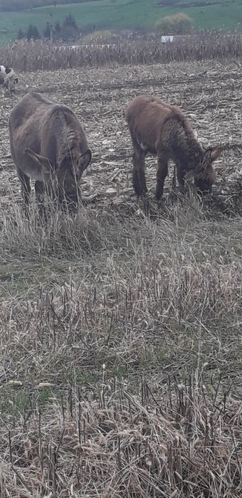 De vanzare două magarite