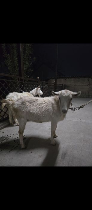 Ешкылер Сатылымда екеу 160000тг