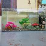 akvarium sotiladi oynali idishi baliqlari bilan