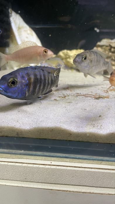 Цихлиды озера малави 10 видов