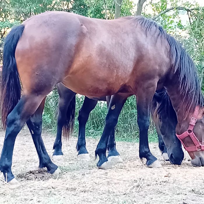 Vând mânză de 1 an jumate