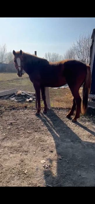 Продам жеребца Донской породы