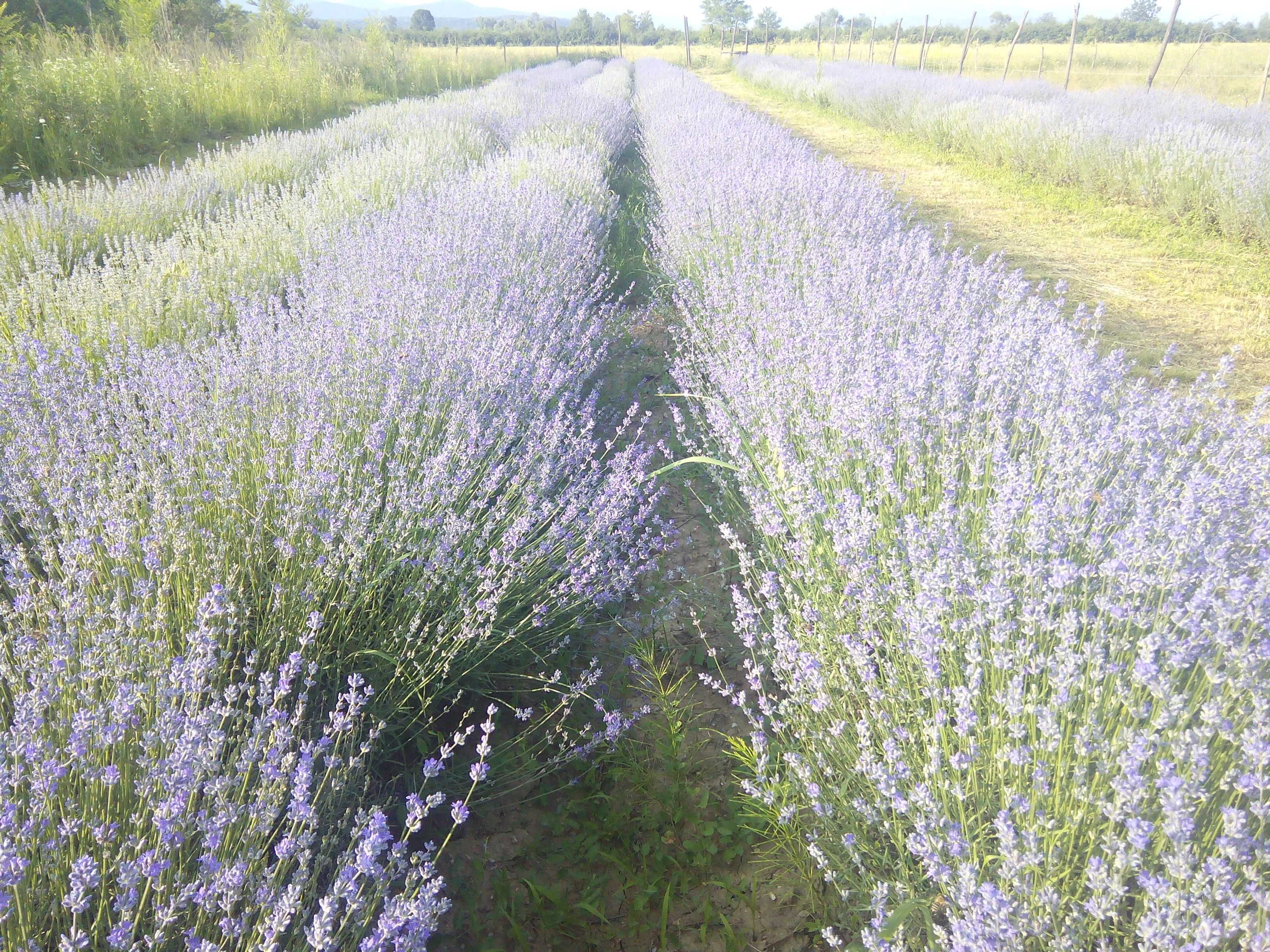 lavanda uscata, buchete lavanda