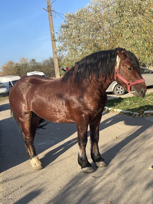 Vand armasar de 4ani