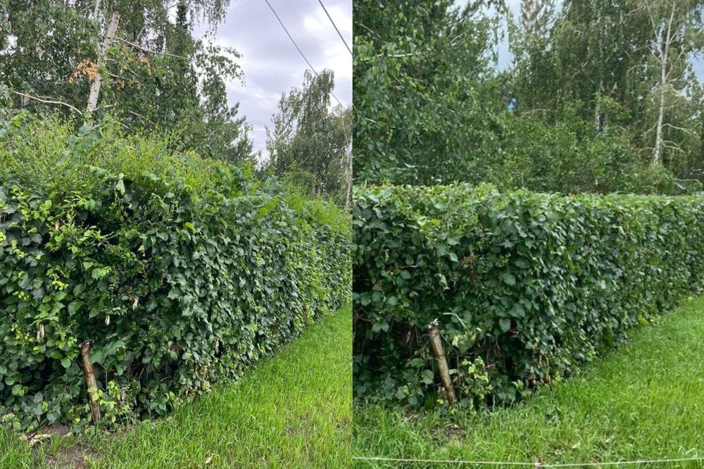 Подстрижка живой изгороди,газона. Озеленение