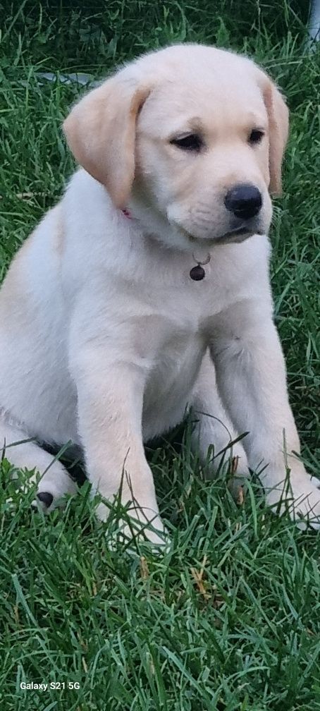 Cațel labrador Retriever