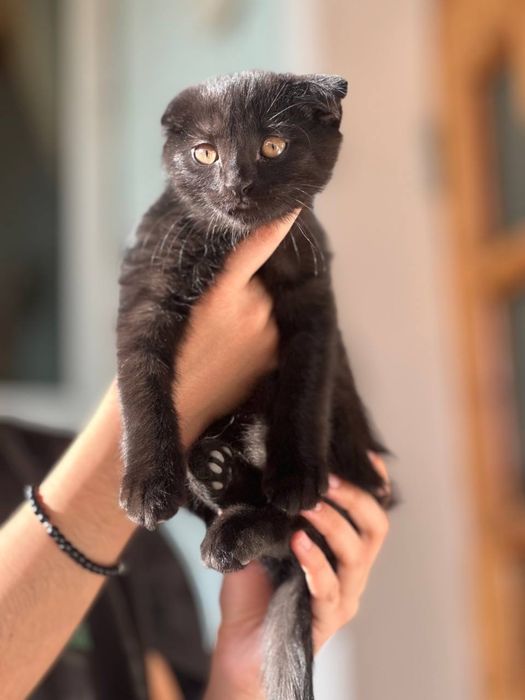 Продам кошку егепитский мау  и котята