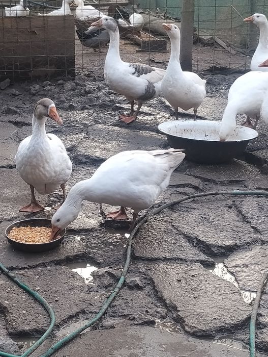 Vând familie de gâște