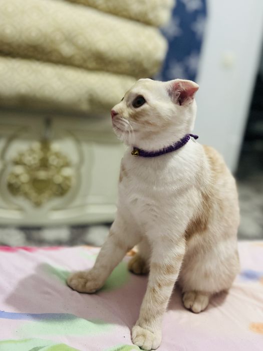 Мушу сотлади акили хамаси оргатилган