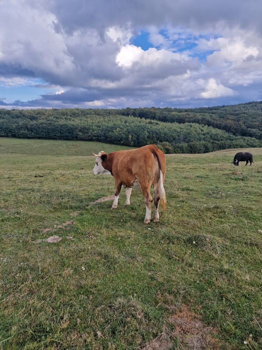 Vând vacă balțată
