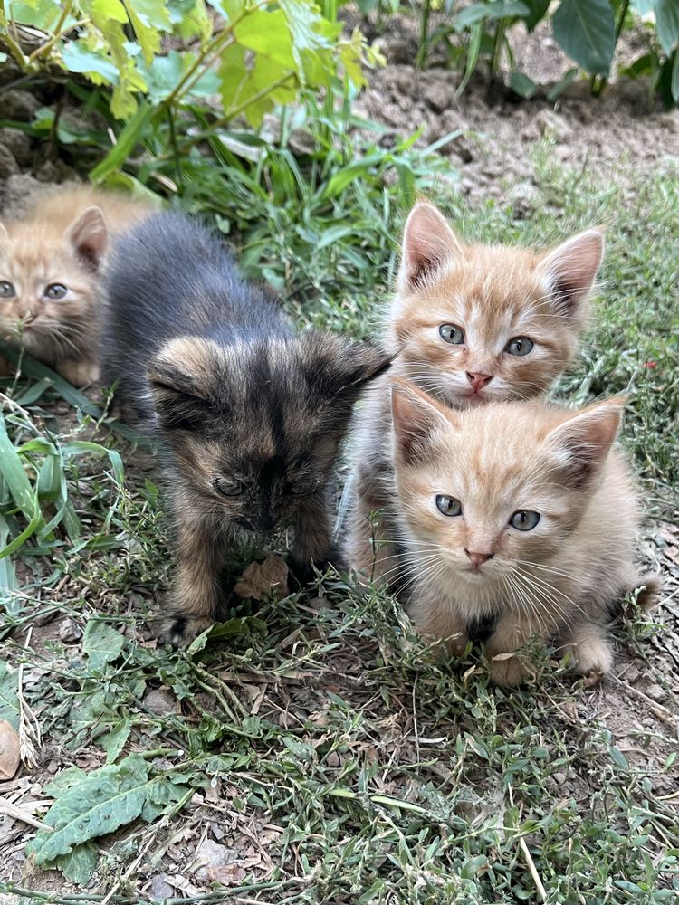 Котята, марғаулар