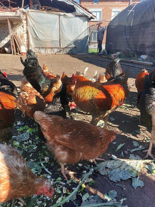 Петли млади 7 месеца