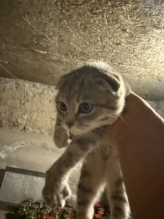 Очаровательная кошечка Scottish Fold — 4 месяца!