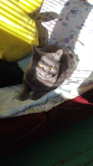 Британски късокосмест котарак