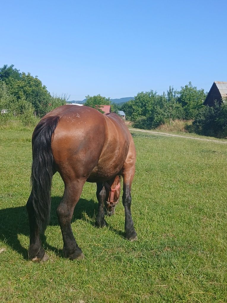 Vând manza de 4 ani
