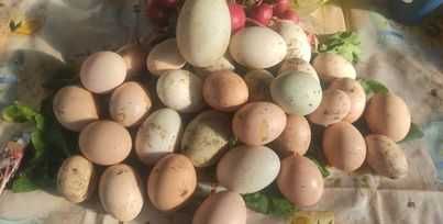 домашни яйца от свободни птици