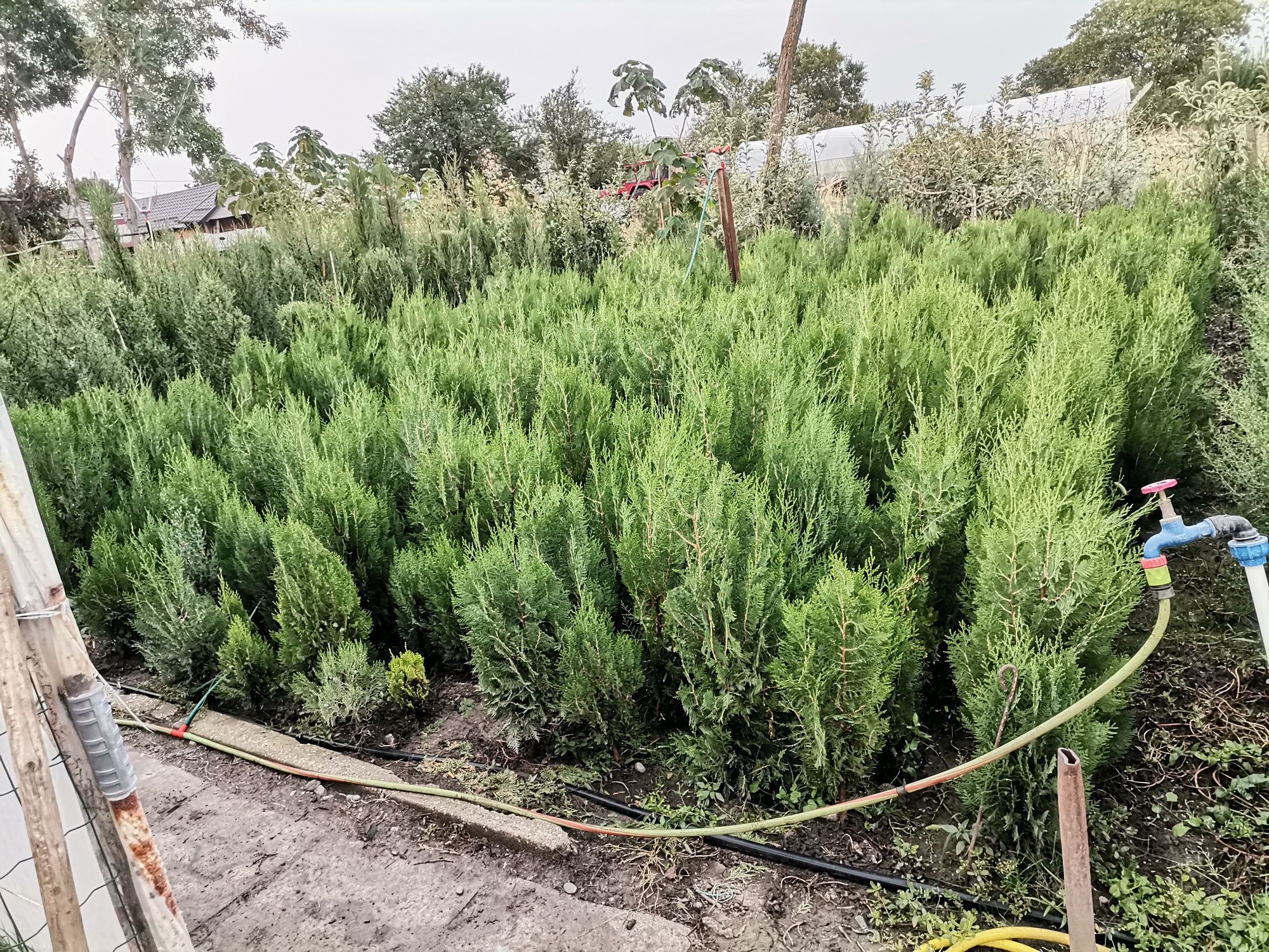 Vând plante ornamentale