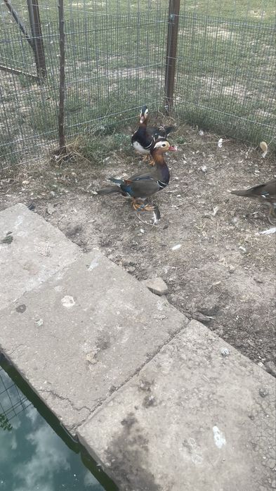 Ratoi mandarin de vanzare