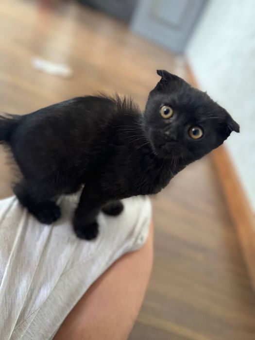 Sotiladi 3 oylik chiroyli mushukcha