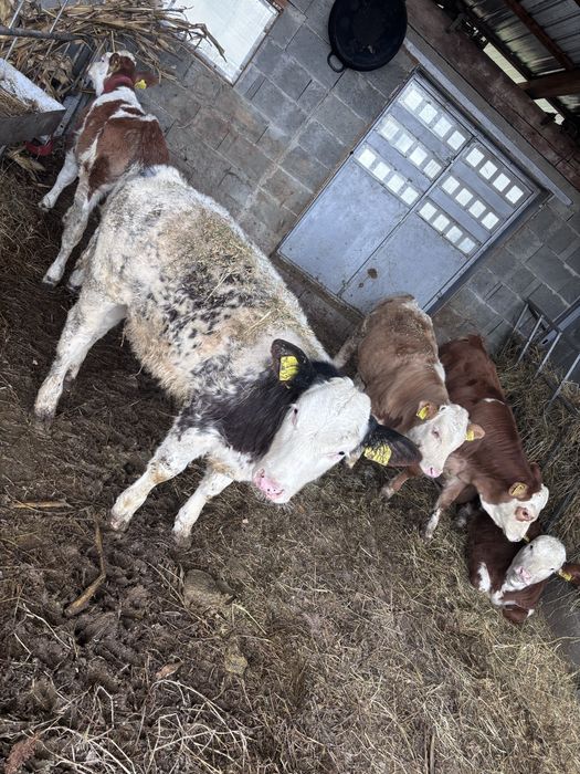 Vitei baltata romaneasca