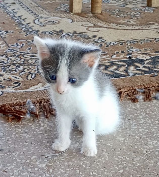 Pisici Mici și frumoși