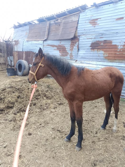 Обмен Құнан ға болмаса сатылады