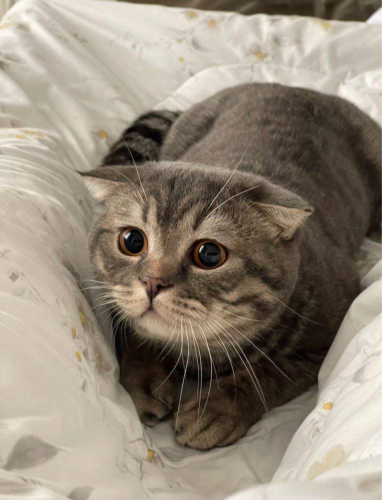 вязка кошки